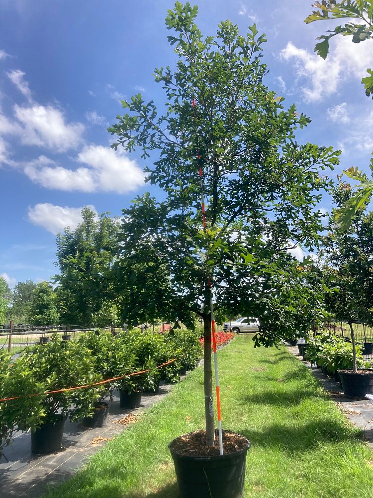 quercus-macrocarpa-bur-oak-tree