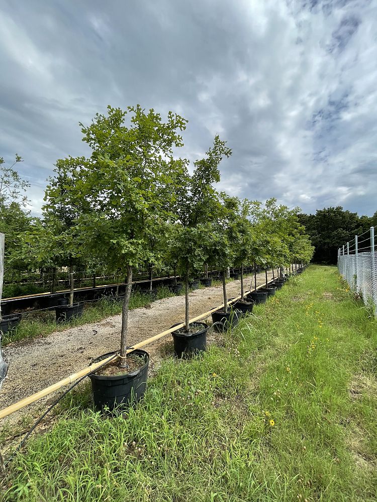 quercus-macrocarpa-bur-oak-tree