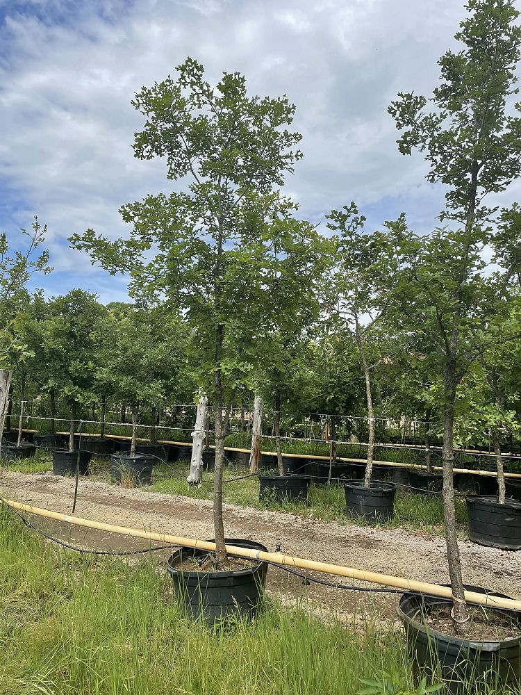 quercus-macrocarpa-bur-oak-tree