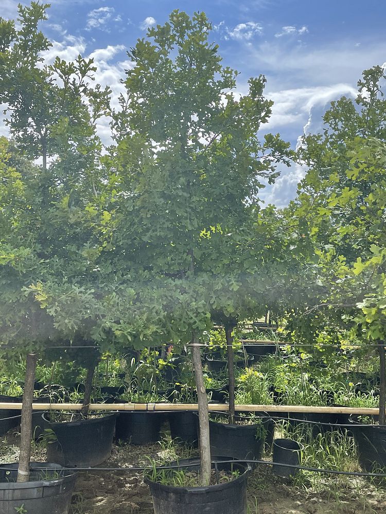 quercus-macrocarpa-bur-oak-tree