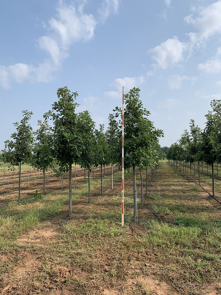 quercus-macrocarpa-bur-oak-tree