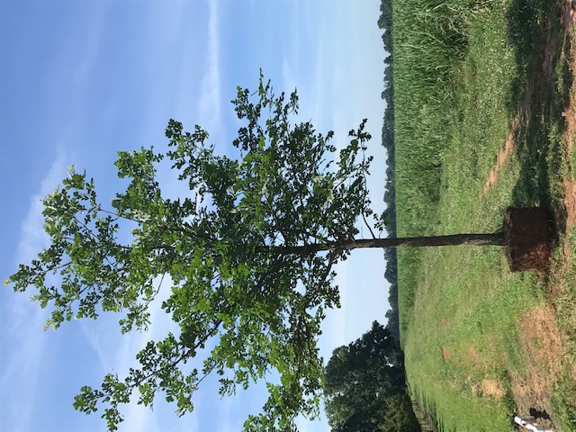 quercus-macrocarpa-bur-oak-tree
