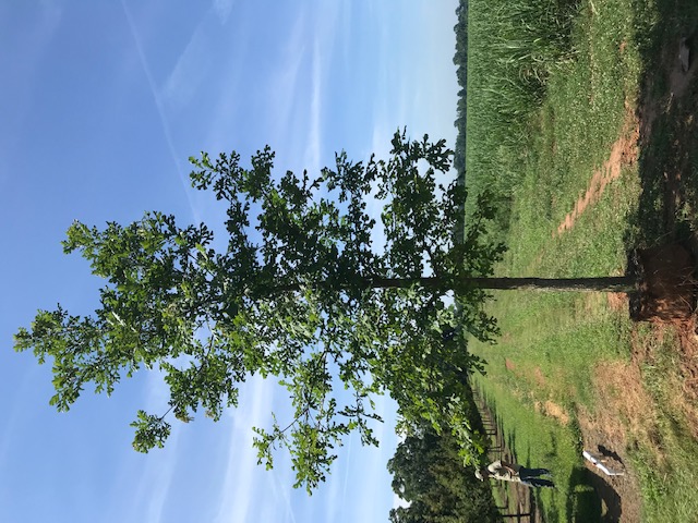 quercus-macrocarpa-bur-oak-tree