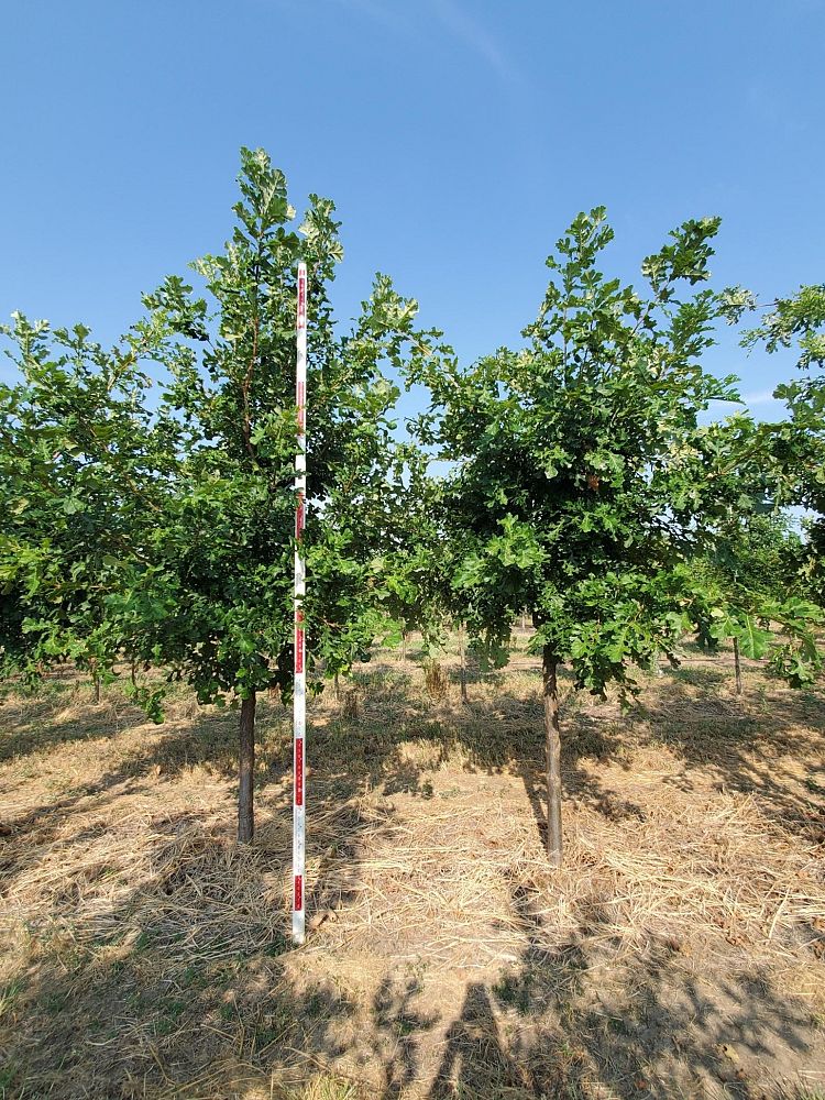 quercus-macrocarpa-bur-oak-tree