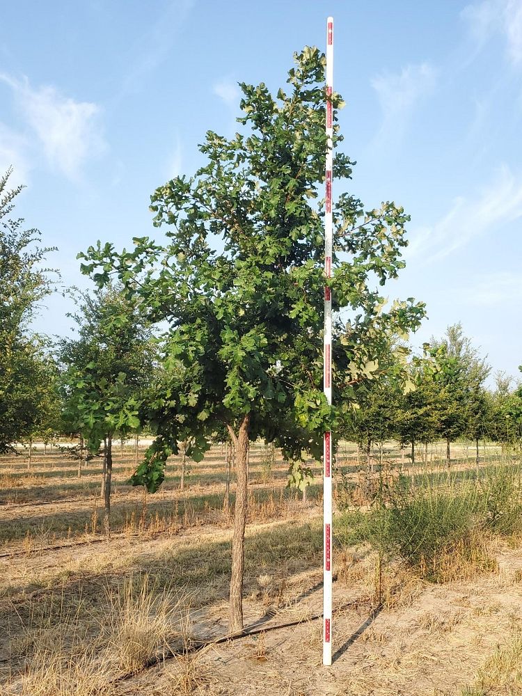 quercus-macrocarpa-bur-oak-tree