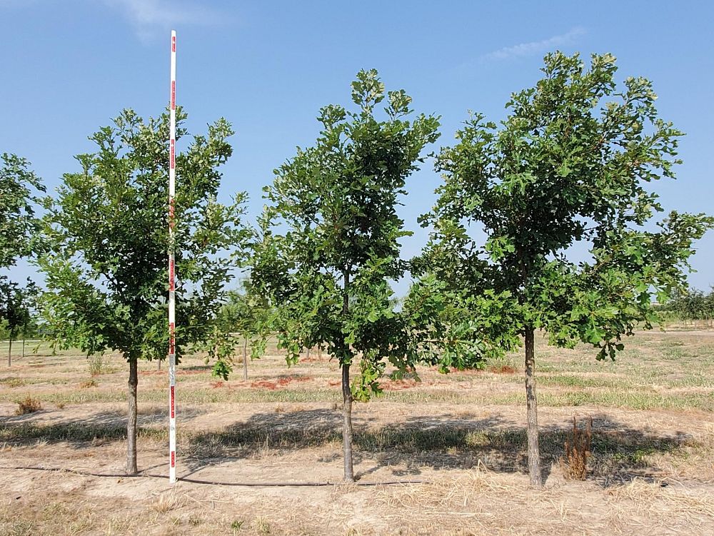 quercus-macrocarpa-bur-oak-tree