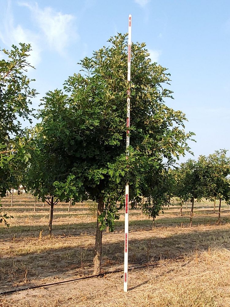 quercus-macrocarpa-bur-oak-tree