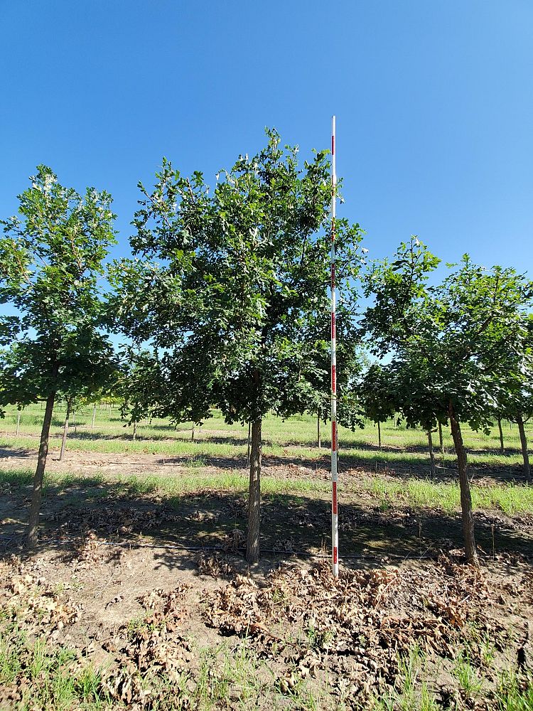 quercus-macrocarpa-bur-oak-tree