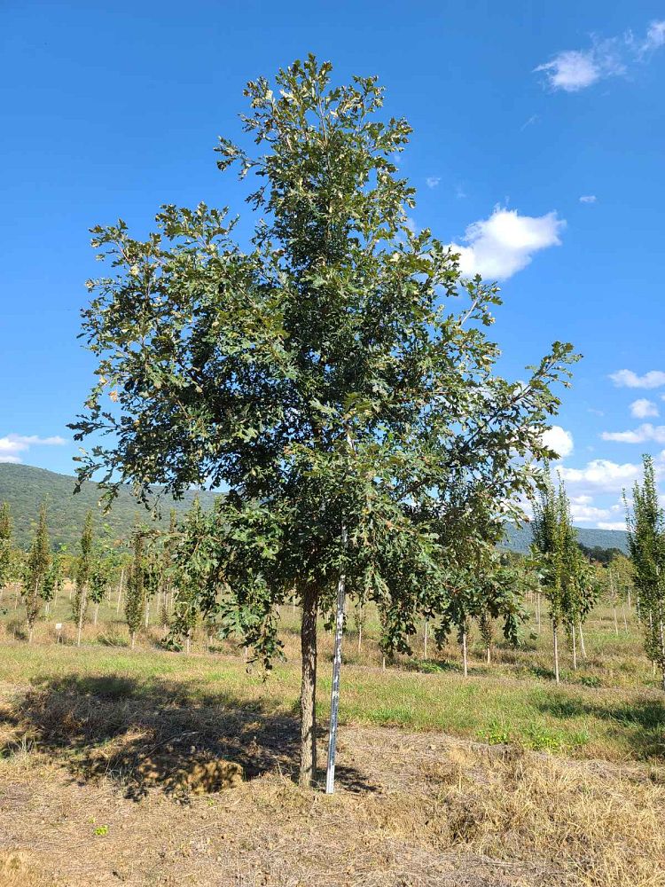 quercus-macrocarpa-bur-oak-tree