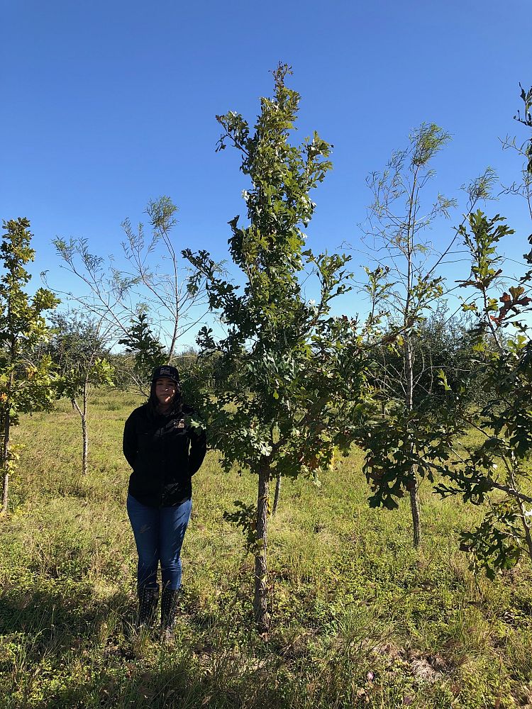 quercus-macrocarpa-bur-oak-tree