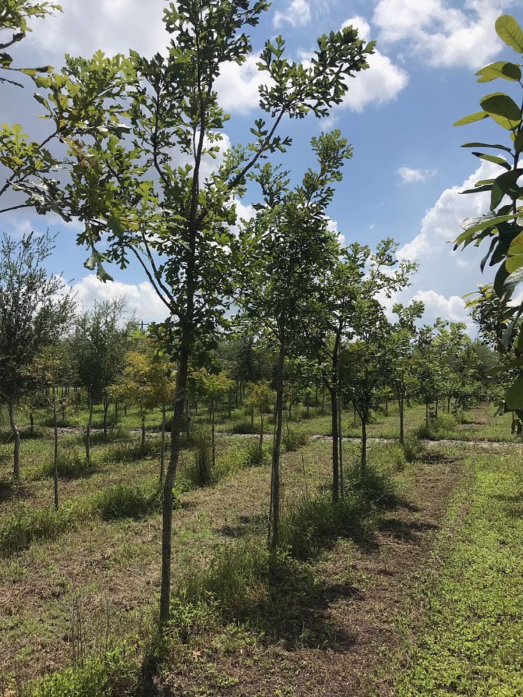 quercus-macrocarpa-bur-oak-tree