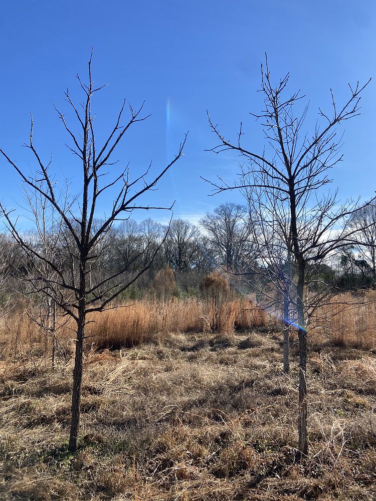 quercus-macrocarpa-bur-oak-tree