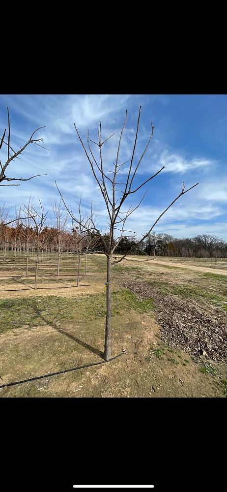 quercus-macrocarpa-bur-oak-tree