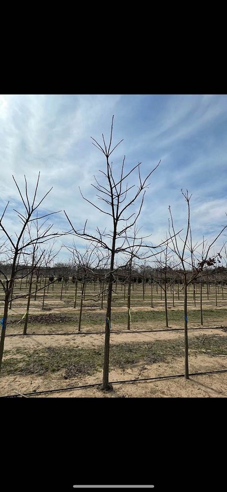 quercus-macrocarpa-bur-oak-tree