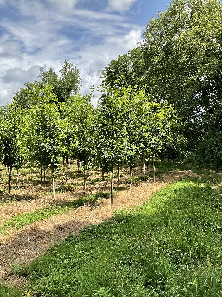 quercus-macrocarpa-bur-oak-tree