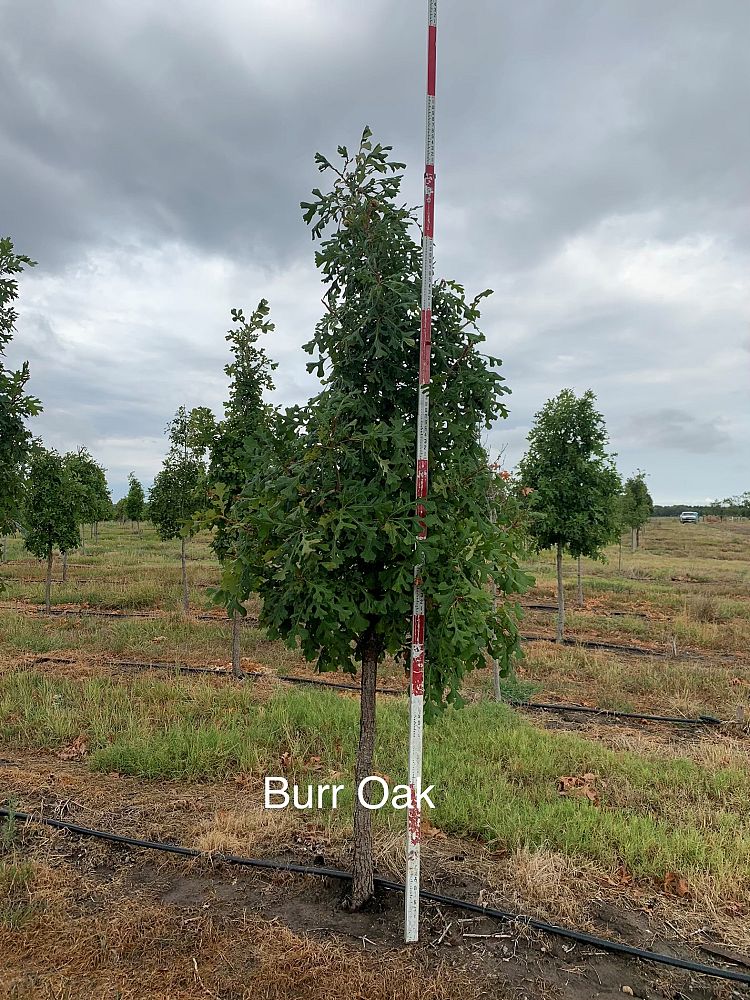 quercus-macrocarpa-bur-oak-tree