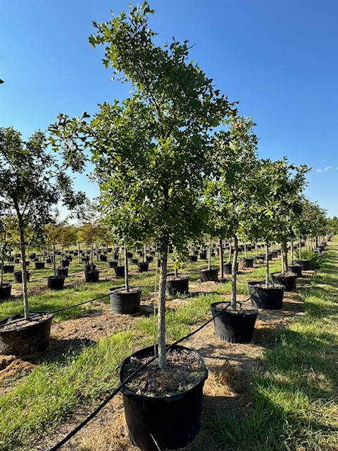 quercus-macrocarpa-bur-oak-tree