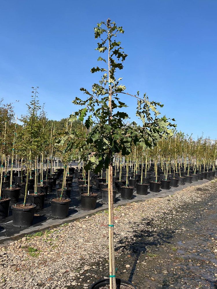 quercus-macrocarpa-bur-oak-tree