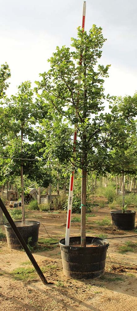 quercus-macrocarpa-bur-oak-tree