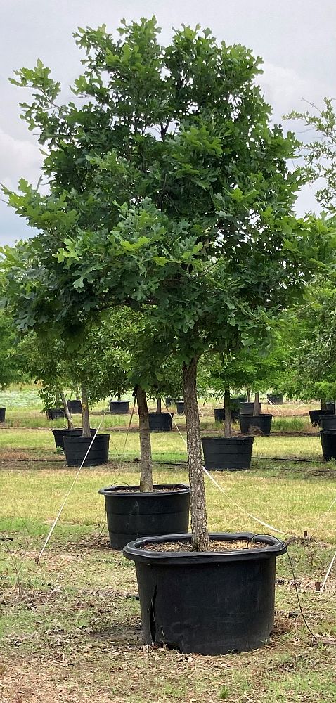 quercus-macrocarpa-bur-oak-tree