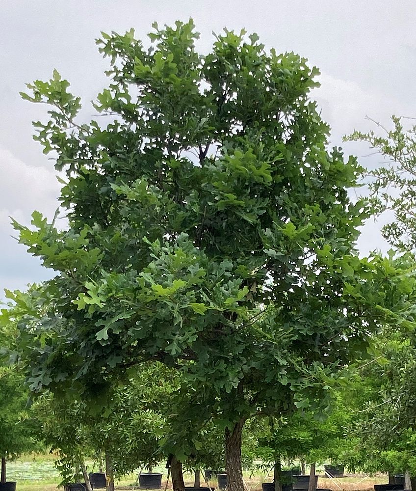 quercus-macrocarpa-bur-oak-tree