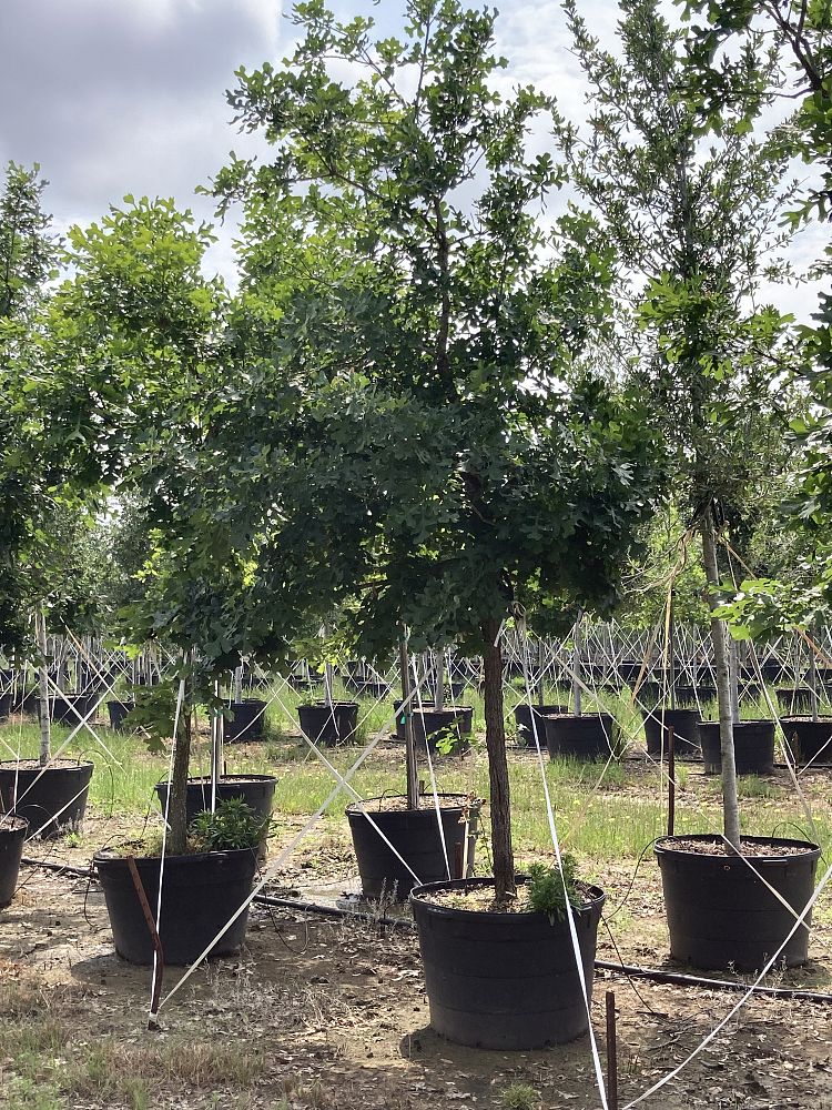 quercus-macrocarpa-bur-oak-tree