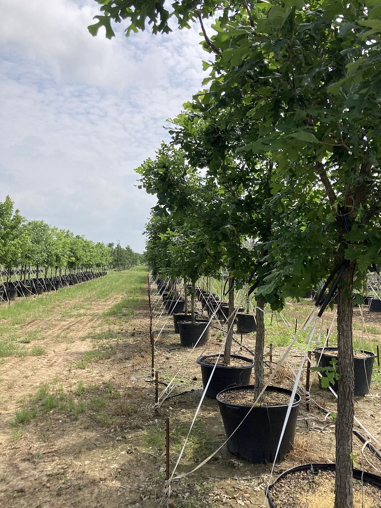 quercus-macrocarpa-bur-oak-tree