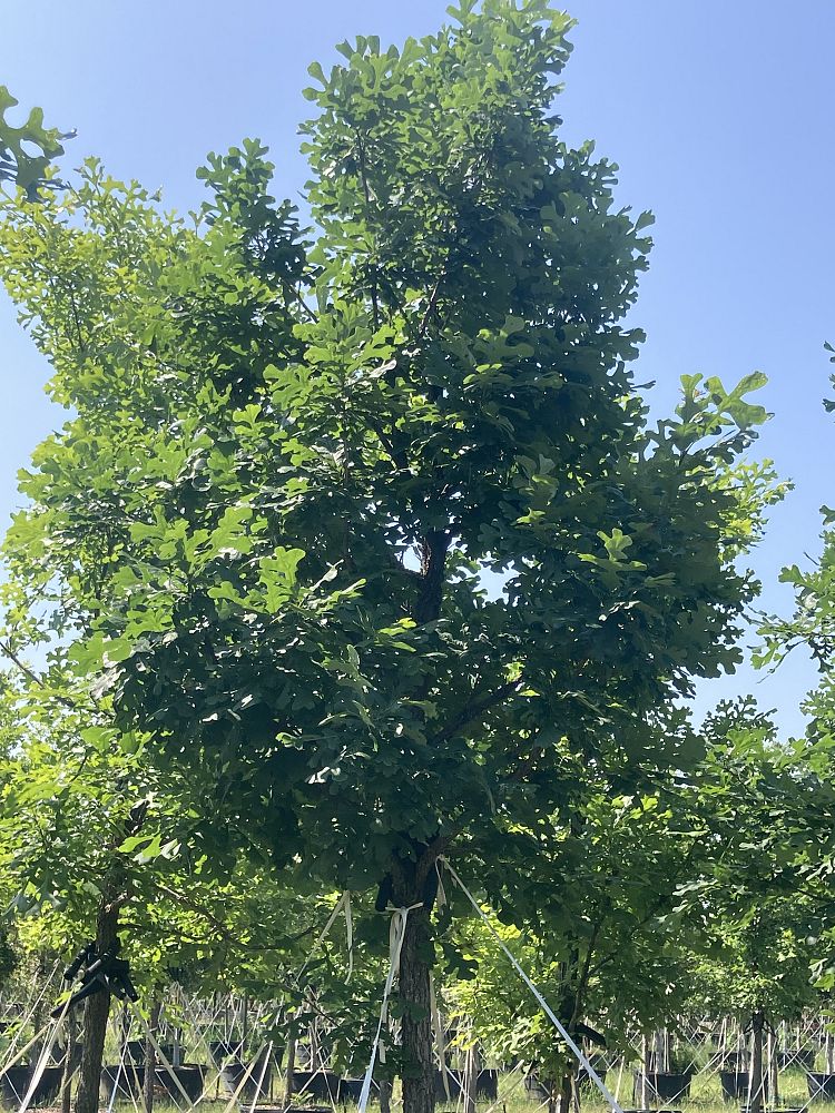 quercus-macrocarpa-bur-oak-tree