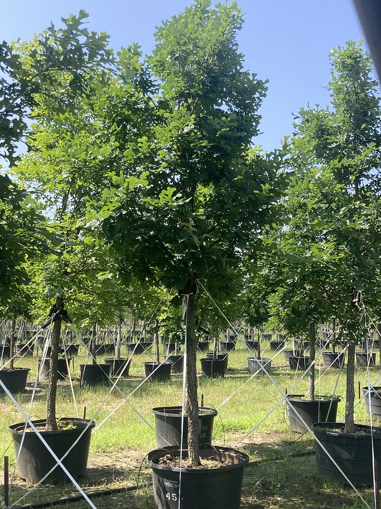 quercus-macrocarpa-bur-oak-tree