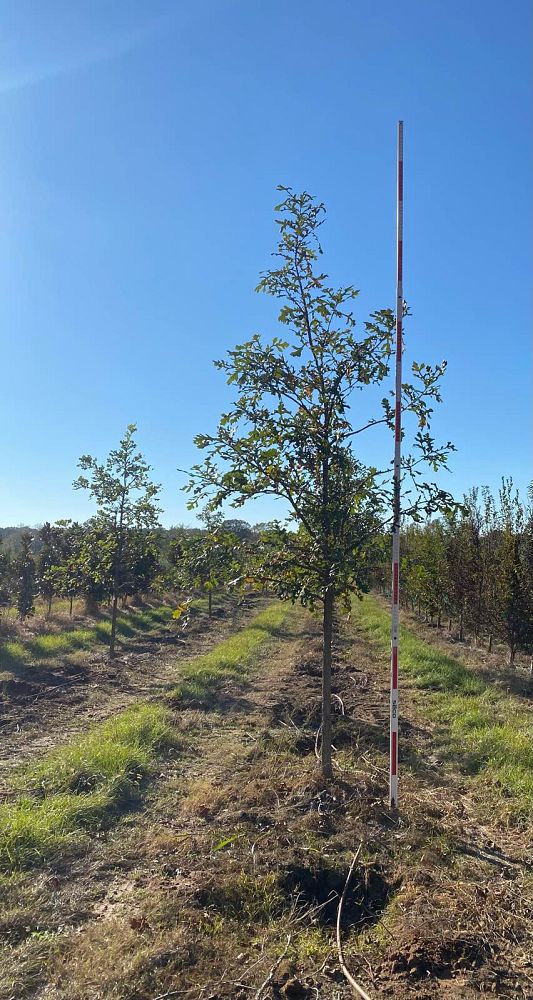 quercus-macrocarpa-bur-oak-tree