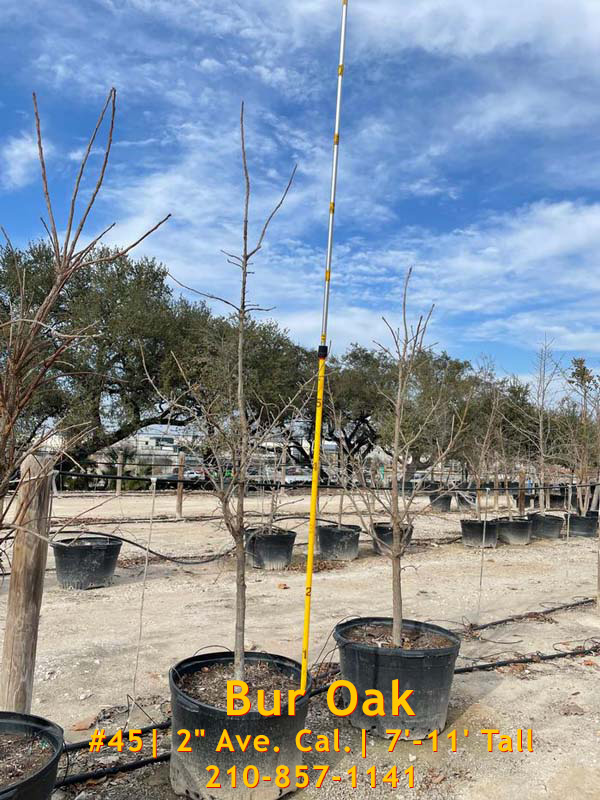 quercus-macrocarpa-bur-oak-tree