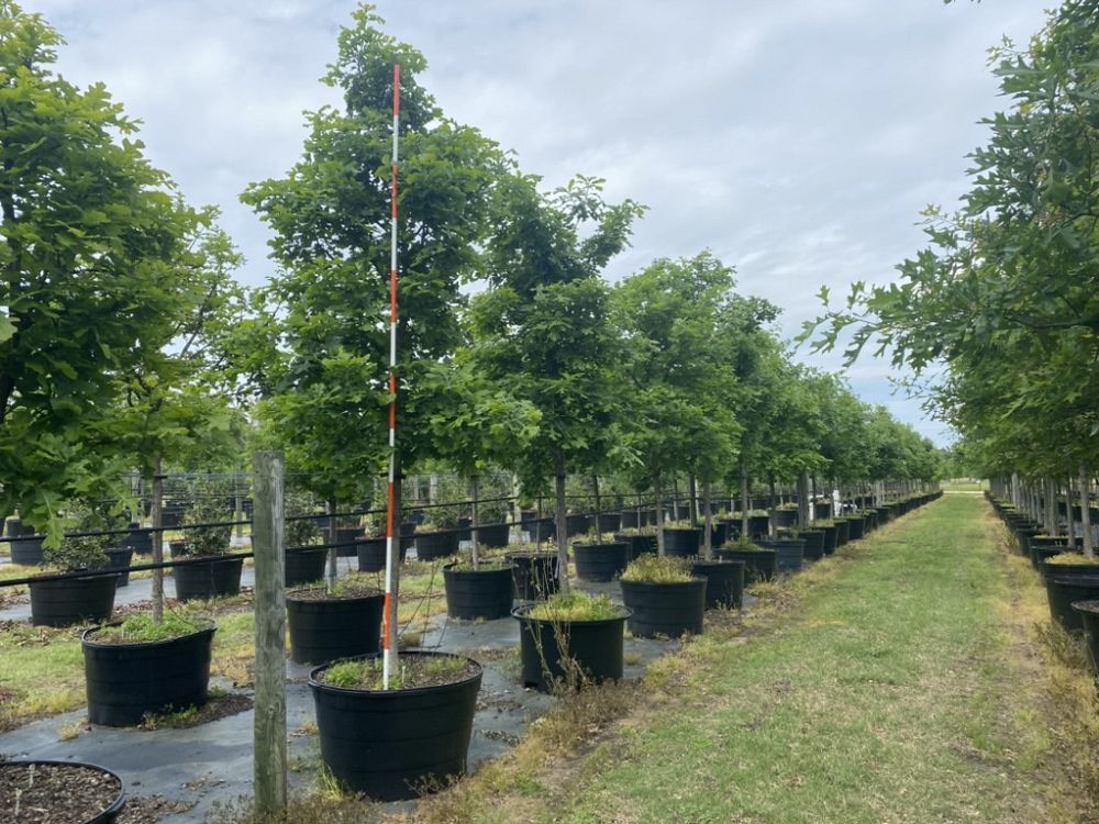 quercus-macrocarpa-bur-oak-tree