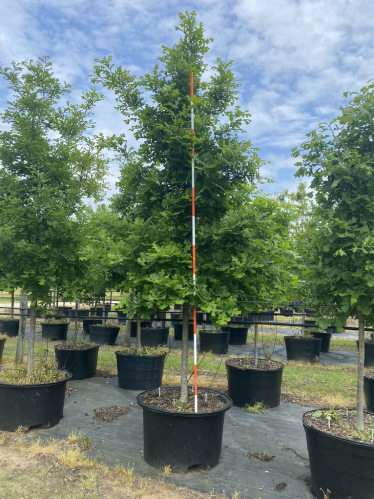 quercus-macrocarpa-bur-oak-tree