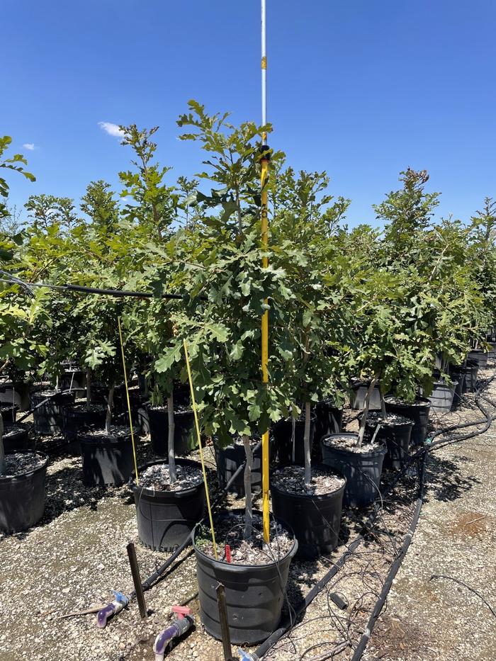quercus-macrocarpa-bur-oak-tree