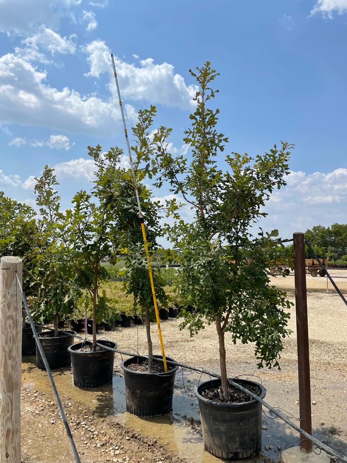 quercus-macrocarpa-bur-oak-tree