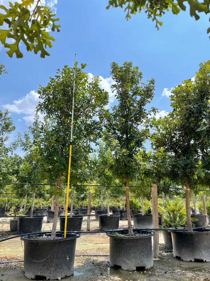 quercus-macrocarpa-bur-oak-tree