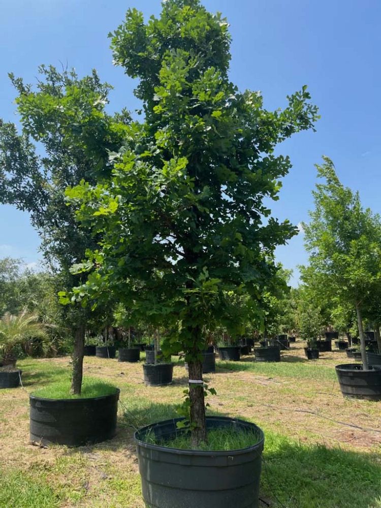 quercus-macrocarpa-bur-oak-tree