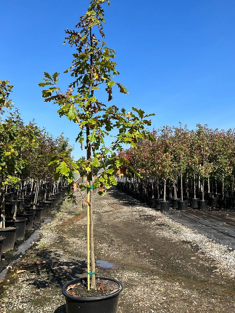 quercus-macrocarpa-bur-oak-tree