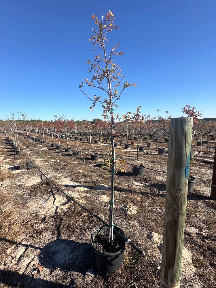 quercus-macrocarpa-bur-oak-tree