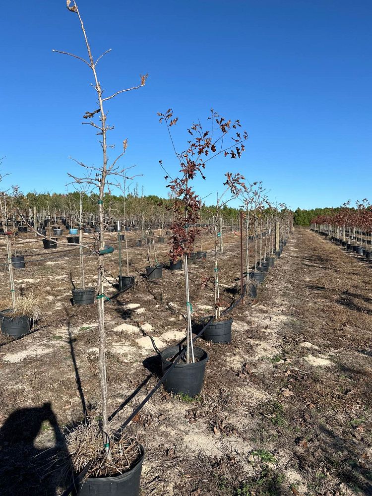 quercus-macrocarpa-bur-oak-tree
