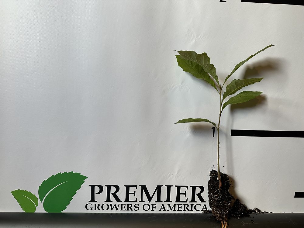 quercus-macrocarpa-bur-oak-tree