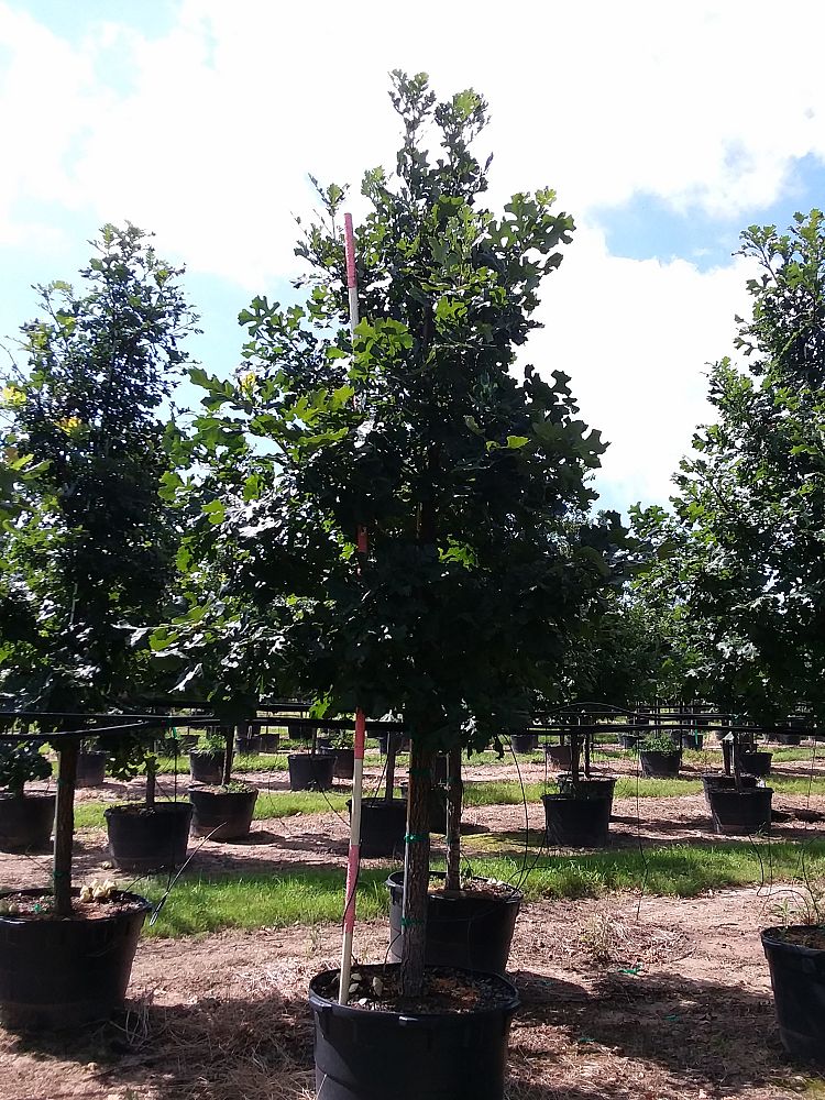 quercus-macrocarpa-bur-oak-tree