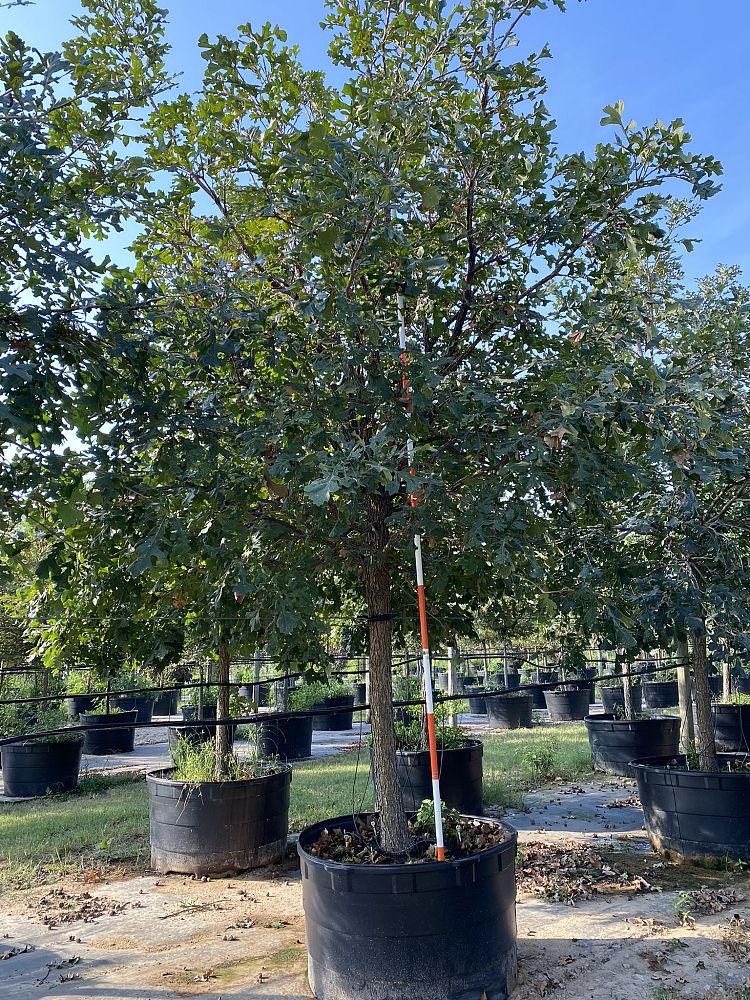 quercus-macrocarpa-bur-oak-tree