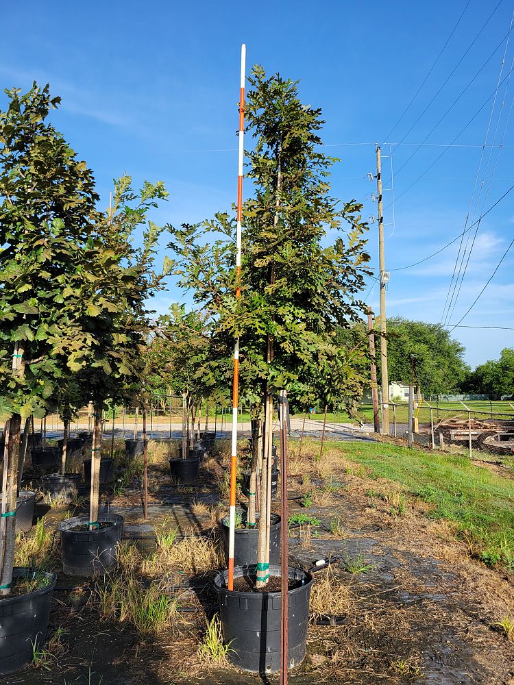 quercus-macrocarpa-bur-oak-tree