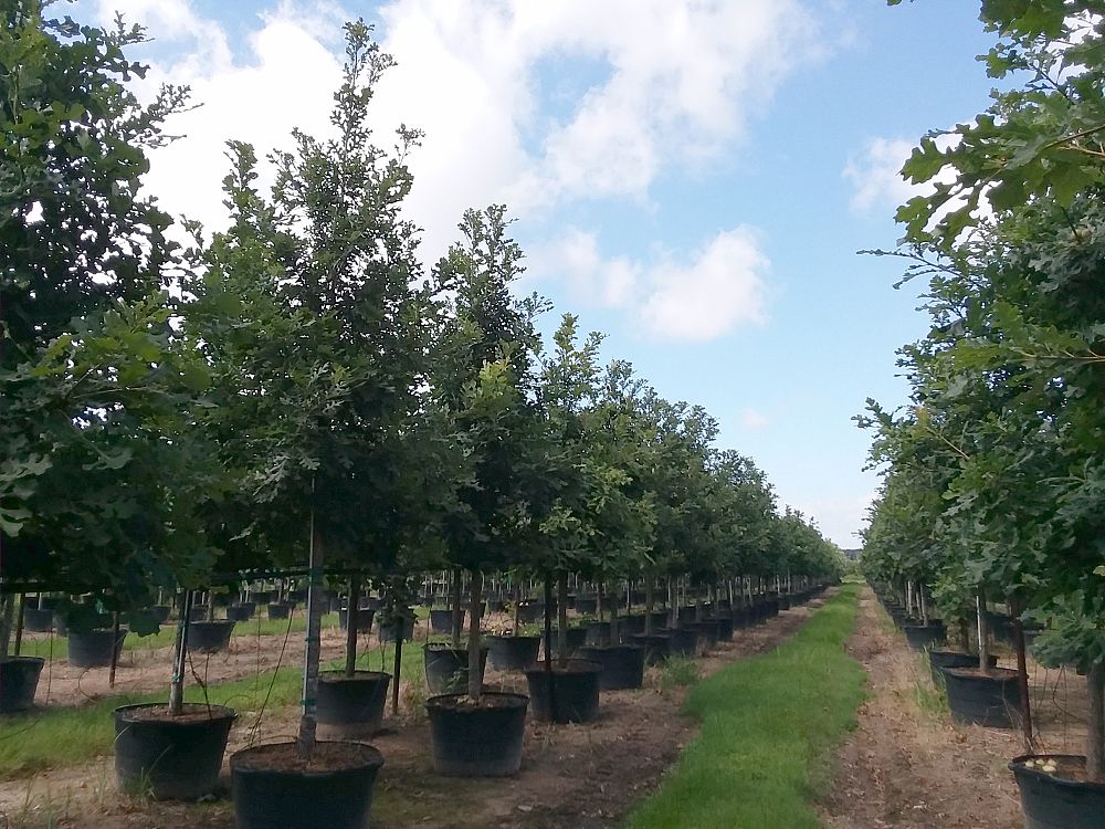 quercus-macrocarpa-bur-oak-tree