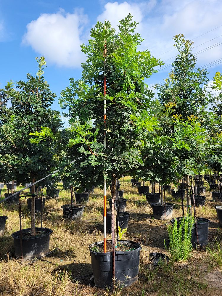 quercus-macrocarpa-bur-oak-tree