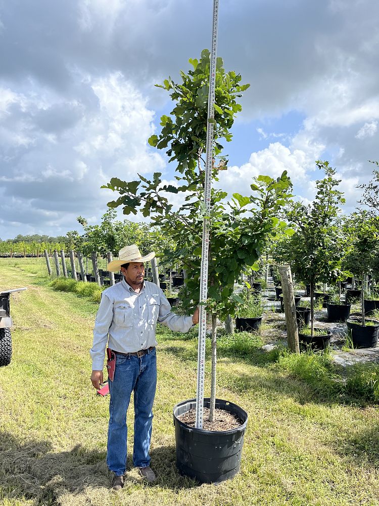 quercus-macrocarpa-bur-oak-tree