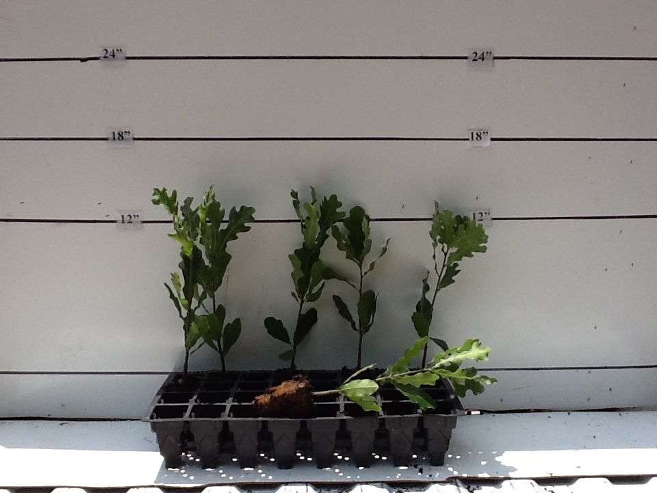 quercus-marilandica-blackjack-oak