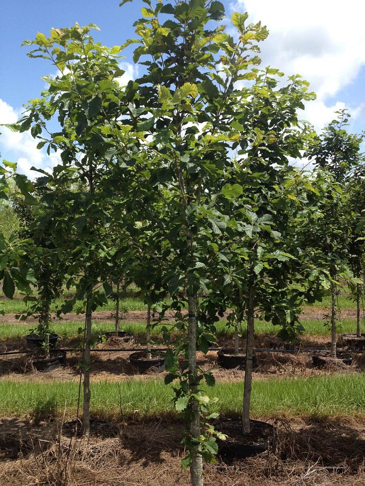 quercus-michauxii-cow-oak-swamp-chestnut-oak