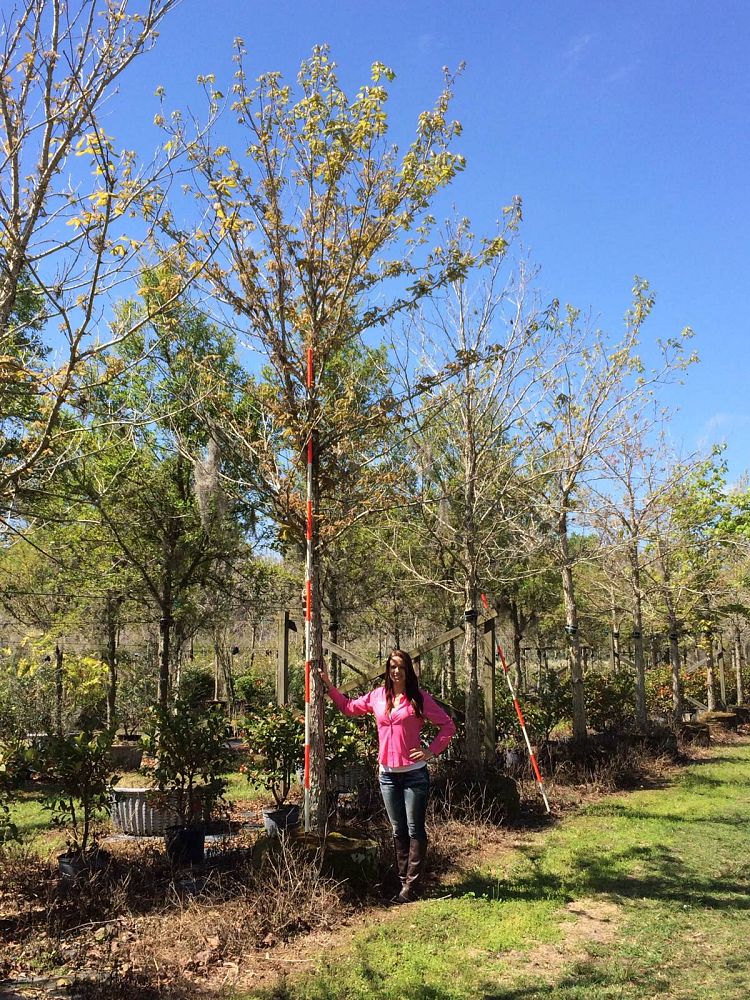 quercus-michauxii-cow-oak-swamp-chestnut-oak